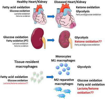 Targeting immunometabolism during cardiorenal injury: roles of conventional and alternative macrophage metabolic fuels